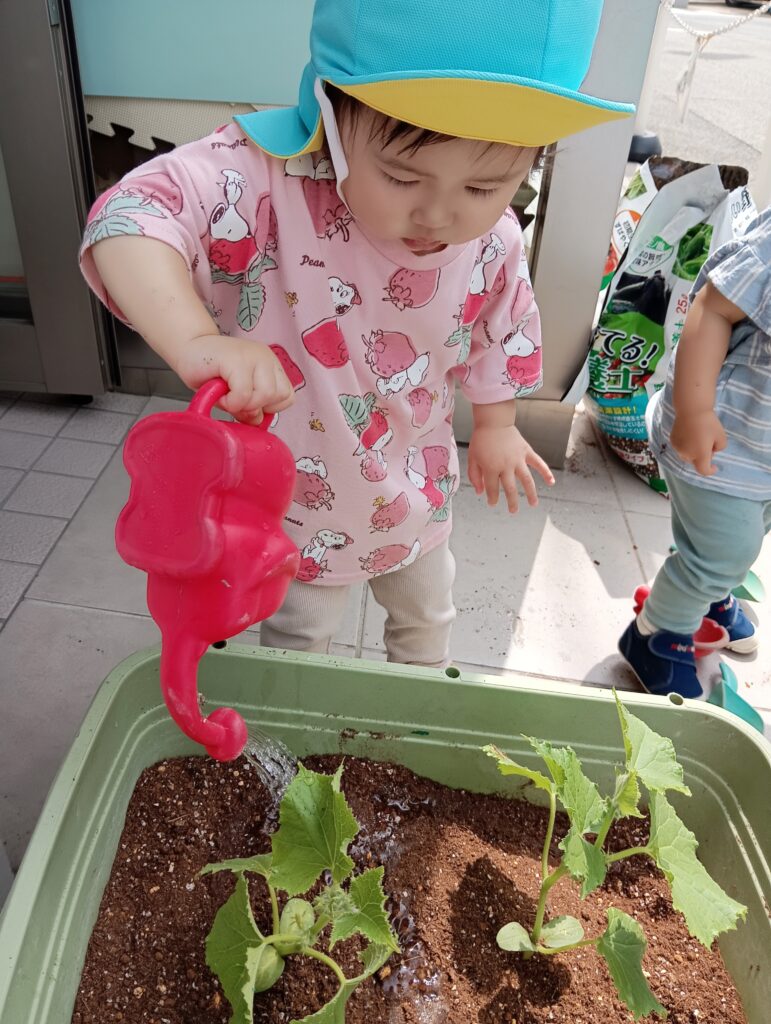 食育 野菜 栽培 保育園 きゅうり パプリカ 水やり くじら保育園 海老江 福島区保育園 福島区 大阪福島 202506-1