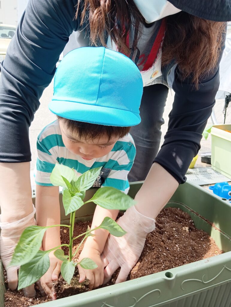 食育 野菜 栽培 保育園 きゅうり パプリカ 水やり くじら保育園 海老江 福島区保育園 福島区 大阪福島 202506-3