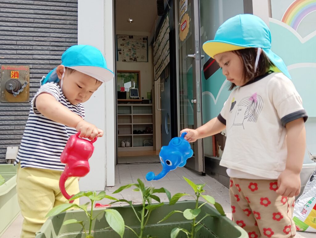 食育 野菜 栽培 保育園 きゅうり パプリカ 水やり くじら保育園 海老江 福島区保育園 福島区 大阪福島 202506-4