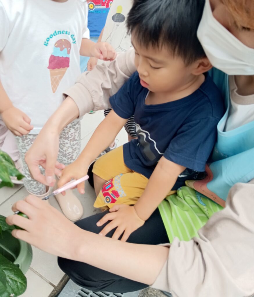食育 栽培 収穫 パプリカ 給食 くじら保育園 海老江園 福島 大阪 福島区 保育園 202508-1