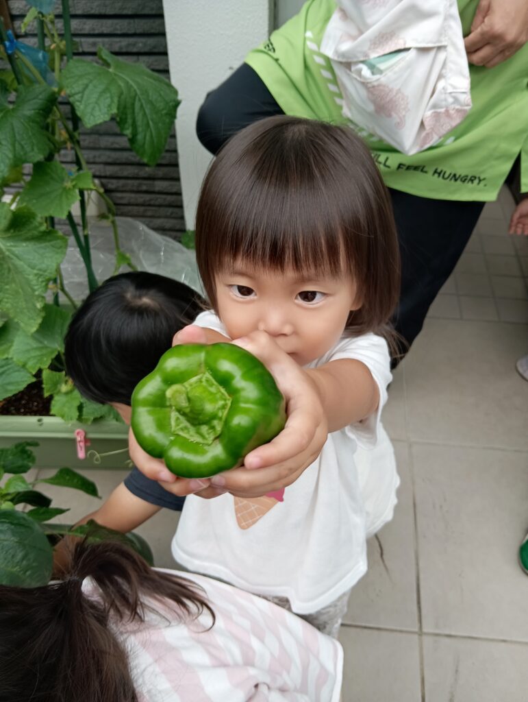 食育 栽培 収穫 パプリカ 給食 くじら保育園 海老江園 福島 大阪 福島区 保育園 202508-3