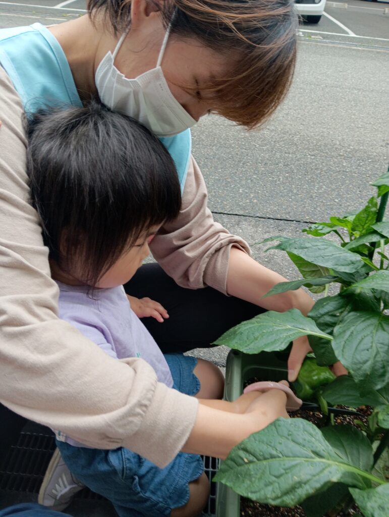 食育 栽培 収穫 パプリカ 給食 くじら保育園 海老江園 福島 大阪 福島区 保育園 202508-2