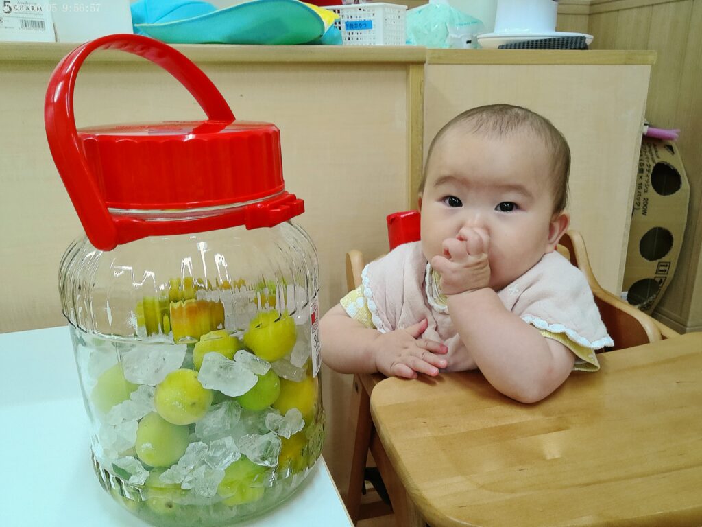 保育園で梅ジュース作り　大阪　くじら保育園　202606-1