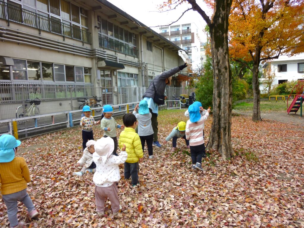 くじら保育園　東野田公園　落ち葉の絨毯　202412-2