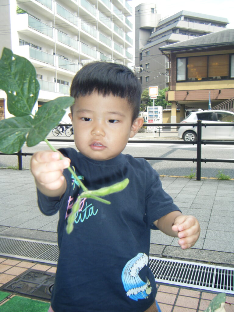えだまめ　枝豆　栽培　食育　保育園　くじら保育園　都島区　都島東野田　202508-3