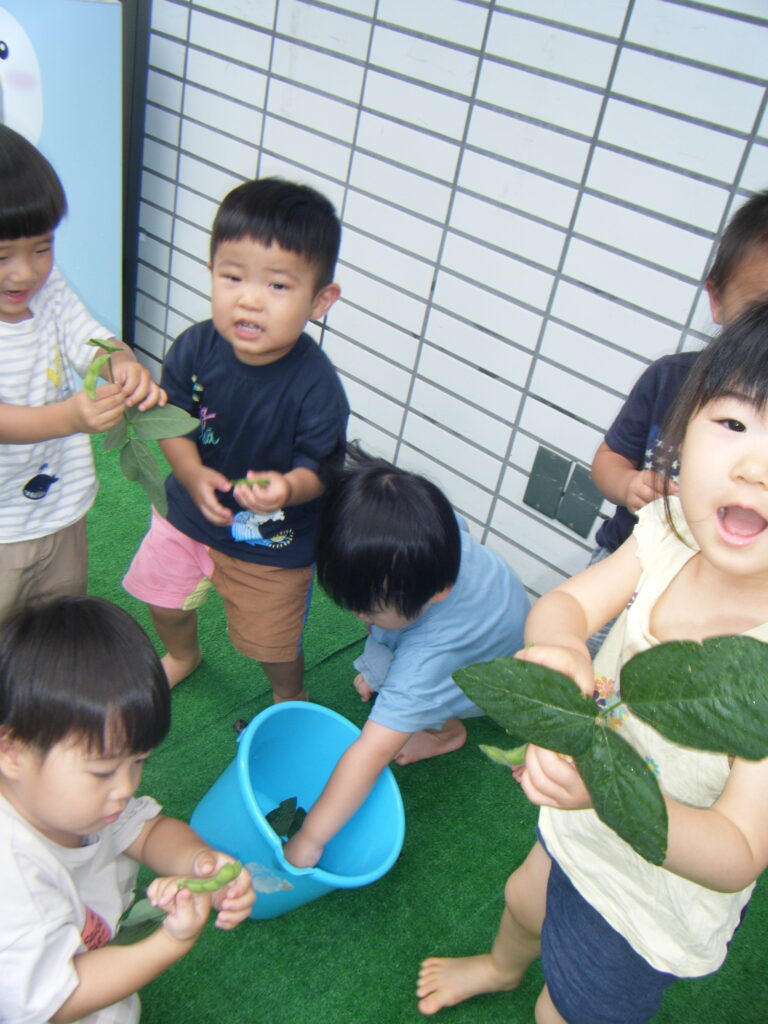 えだまめ　枝豆　栽培　食育　保育園　くじら保育園　都島区　都島東野田　202508-2