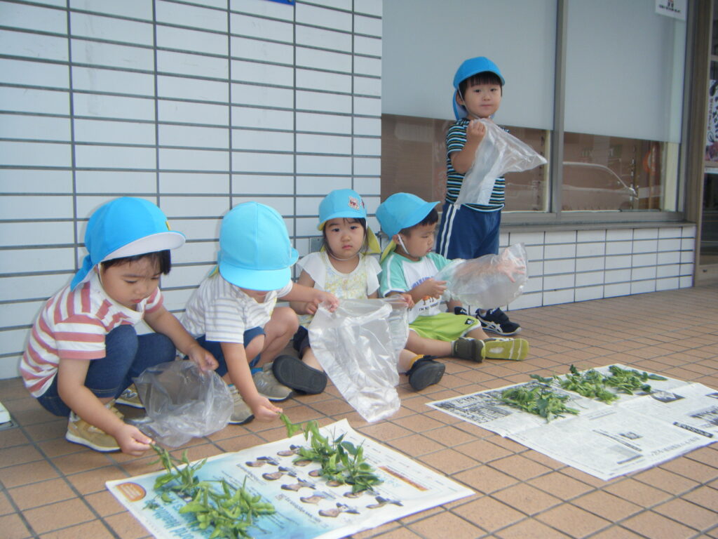えだまめ　枝豆　栽培　食育　保育園　くじら保育園　都島区　都島東野田　202508-5
