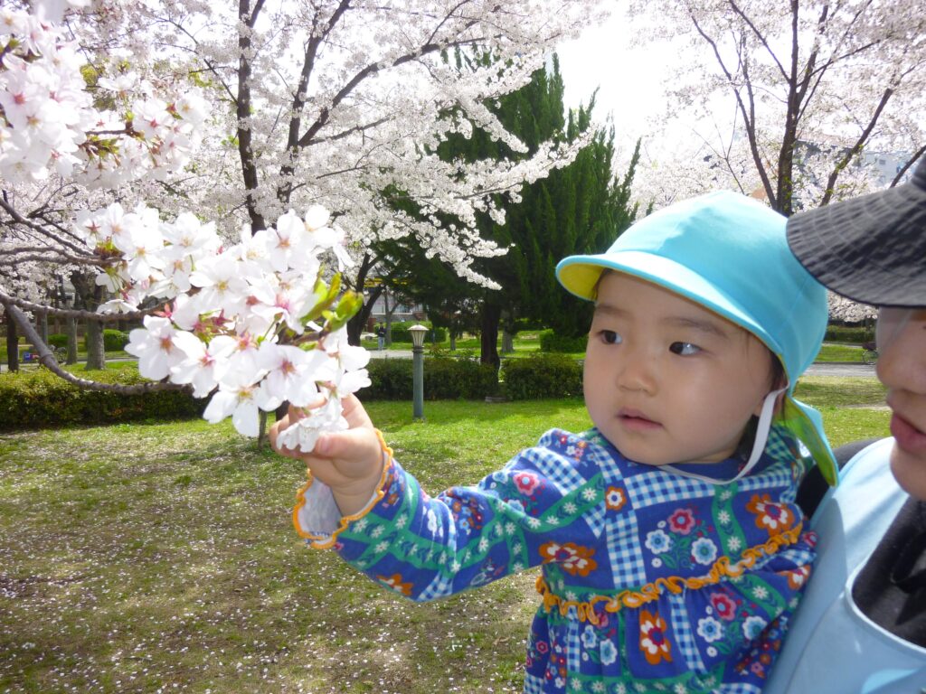 保育園のお散歩　桜　大阪　くじら保育園　202604-3