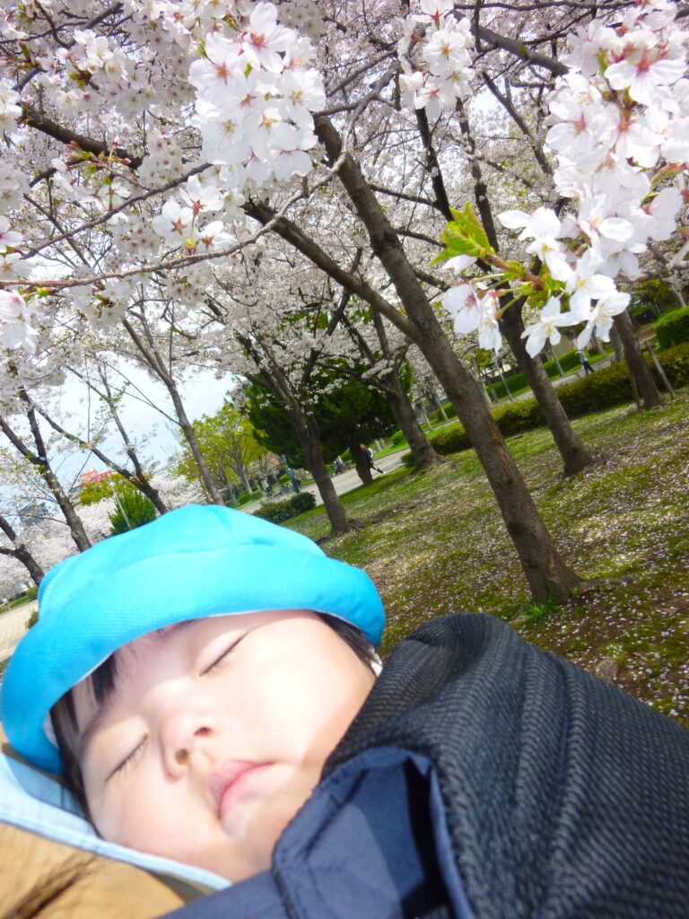 保育園のお散歩　桜　大阪　くじら保育園　202604-1