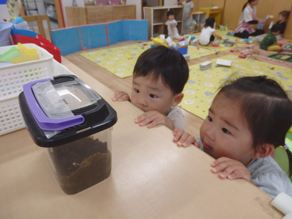 カタツムリ かたつむり 飼育 命 くじら保育園 姫島園 202507-2