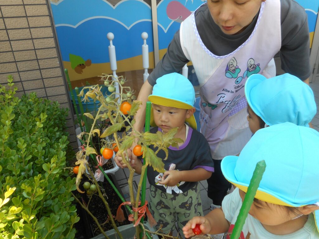 保育園　食育　野菜栽培　大阪　くじら保育園　202609-9