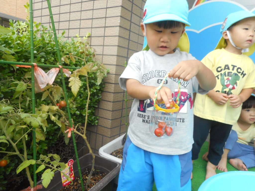 保育園でプチトマトの収穫体験 大阪 くじら保育園 202607-4