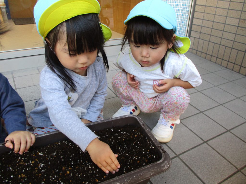 保育園の食育活動でブロッコリー栽培 大阪 くじら保育園 202610-1