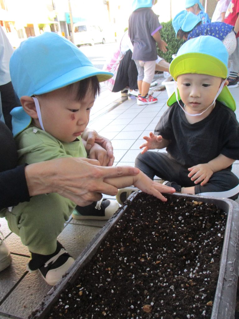 保育園の食育活動でブロッコリー栽培 大阪 くじら保育園 202610-2