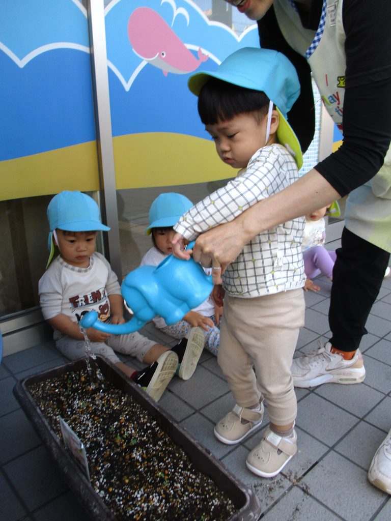 保育園の食育活動でブロッコリー栽培 大阪 くじら保育園 202610-3