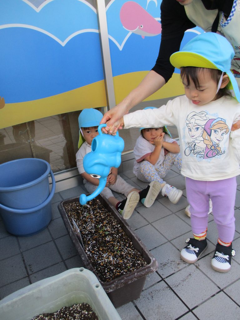 保育園の食育活動でブロッコリー栽培 大阪 くじら保育園 202610-4