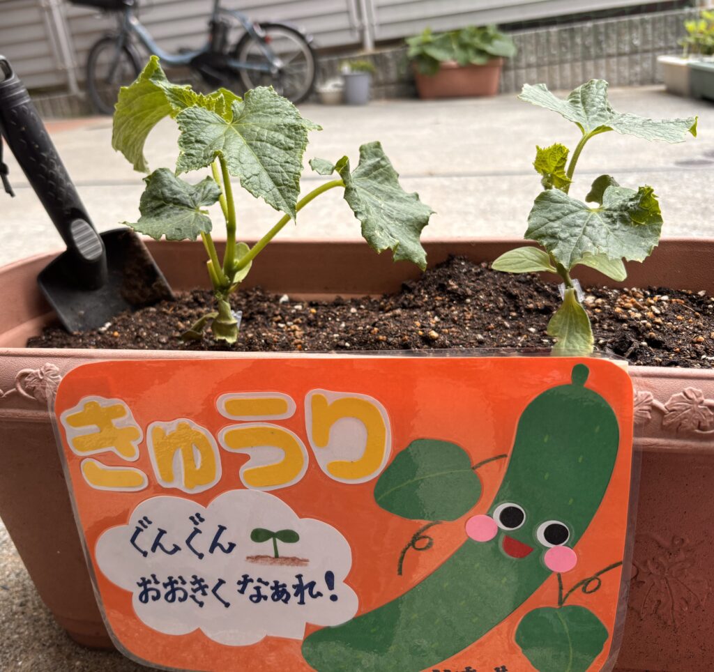苗植え 食育 栽培 きゅうり くじら保育園 上新庄 202505-5