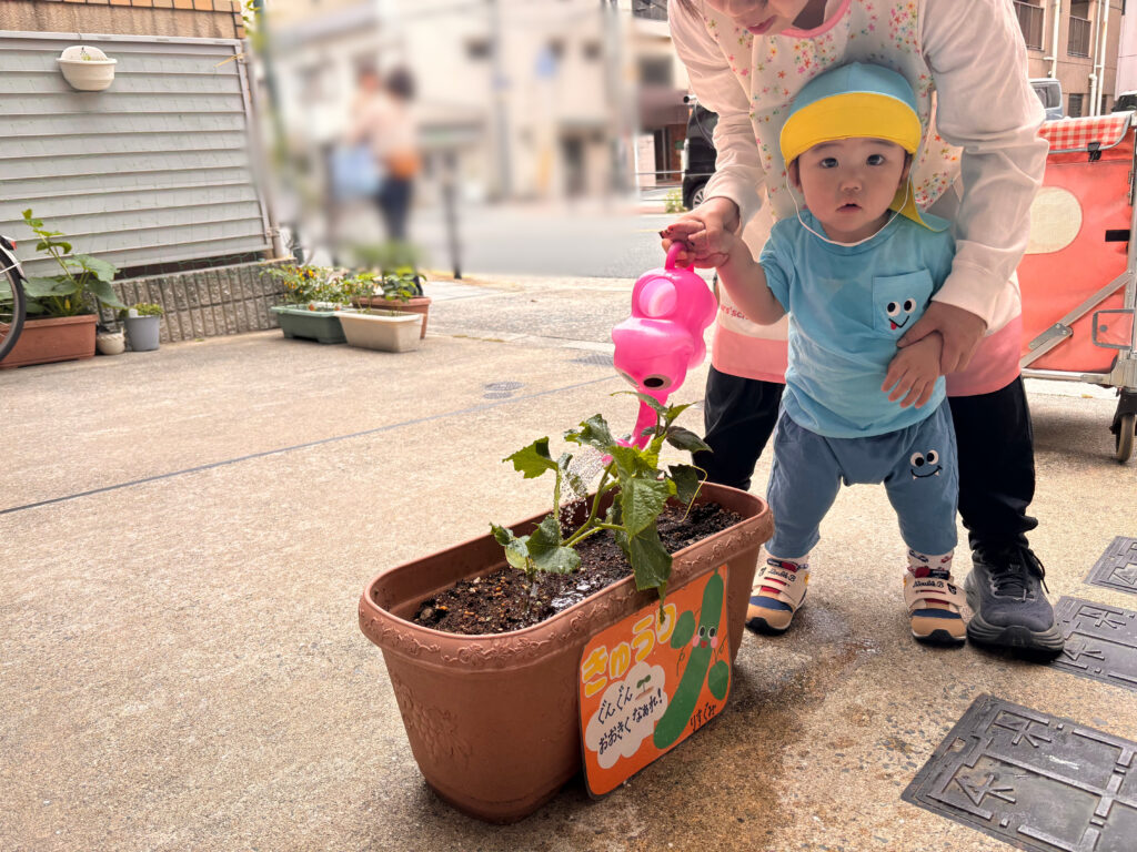 苗植え 食育 栽培 きゅうり くじら保育園 上新庄 202505-3