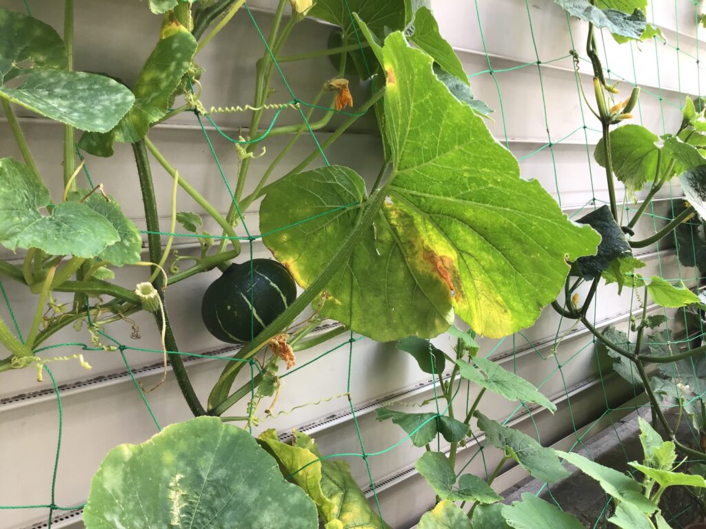 栽培 食育 野菜 ハイビスカス きゅうり ピーマン プチトマト 枝豆 かぼちゃ めだか くじら保育園 上新庄 202507-6