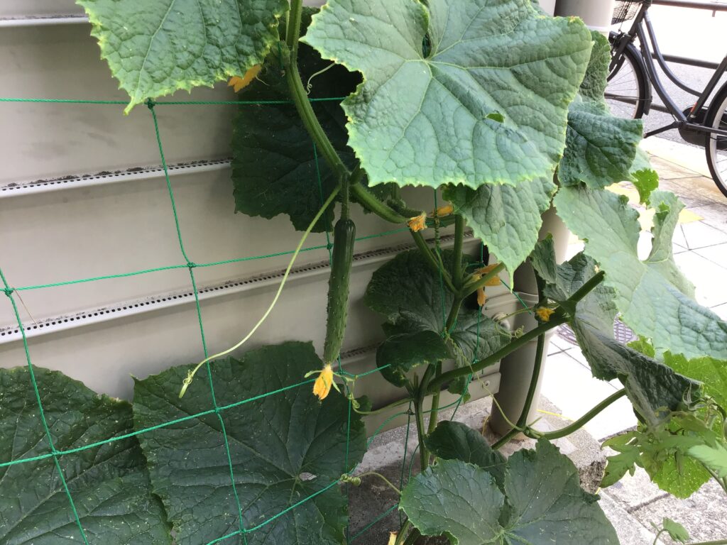 栽培 食育 野菜 ハイビスカス きゅうり ピーマン プチトマト 枝豆 かぼちゃ めだか くじら保育園 上新庄 202507-3