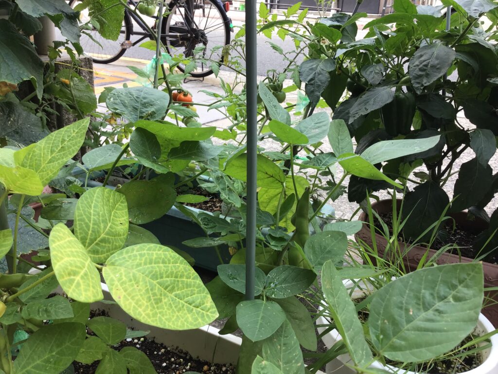 栽培 食育 野菜 ハイビスカス きゅうり ピーマン プチトマト 枝豆 かぼちゃ めだか くじら保育園 上新庄 202507-4