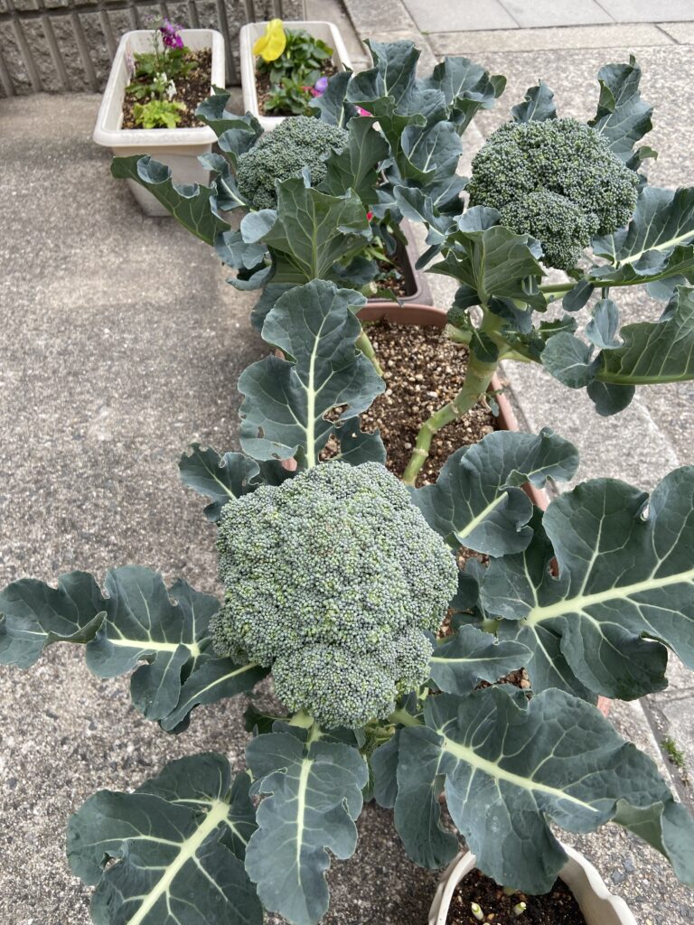 春の草花　大阪　保育園　くじら保育園　202603-3