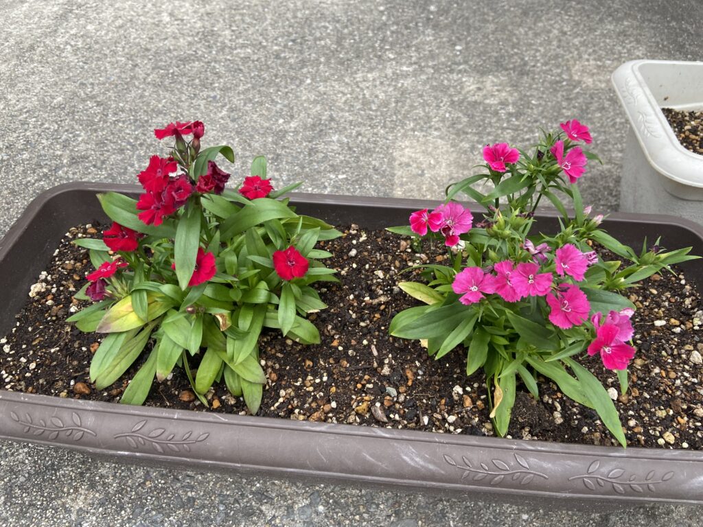 春の草花　大阪　保育園　くじら保育園　202603-4