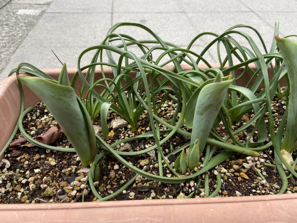 春の草花　大阪　保育園　くじら保育園　202603-2