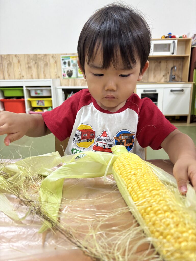 夏の食育 とうもろこし 大阪　保育園　くじら保育園　202608-2