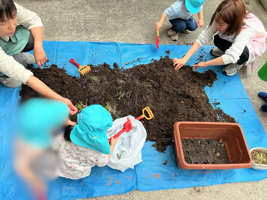 保育園の食育　野菜栽培　大阪　くじら保育園　202610-1