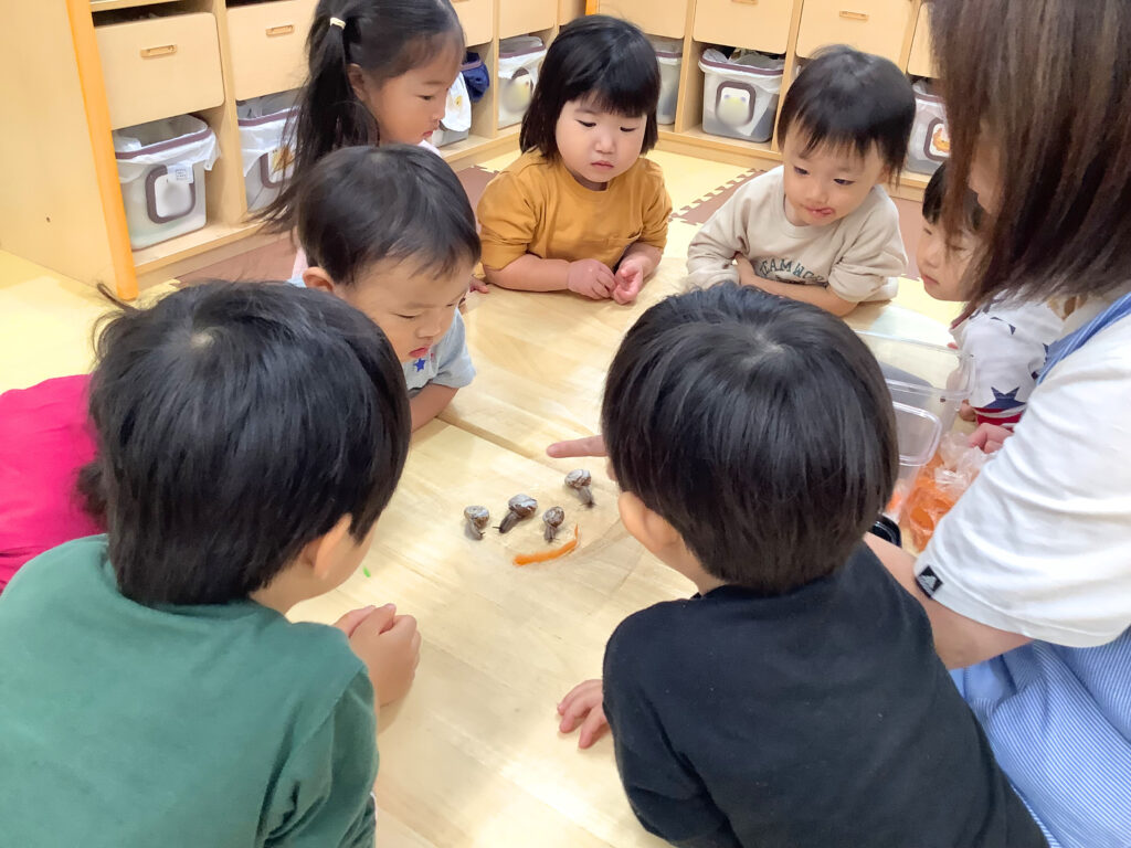 くじら保育園　三国園　かたつむり　飼育　命　202411-8