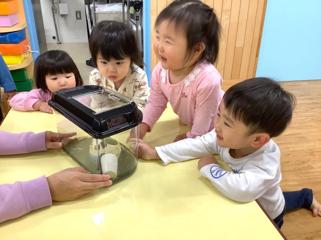 くじら保育園　三国園　ザリガニ観察　202411-3