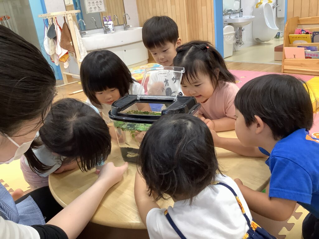 メダカ 飼育 お世話 命 学ぶ くじら保育園 三国園 淀川区 大阪 保育園 202508-3