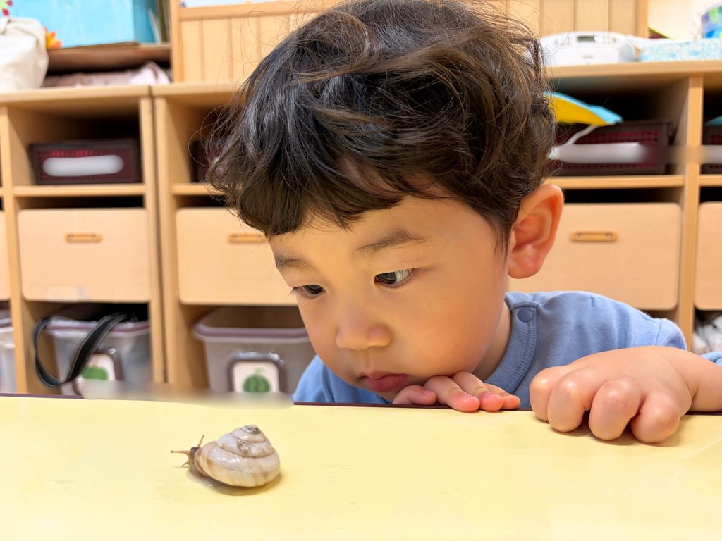 保育園　飼育　観察　お世話　カタツムリ　大阪　くじら保育園　202610-3