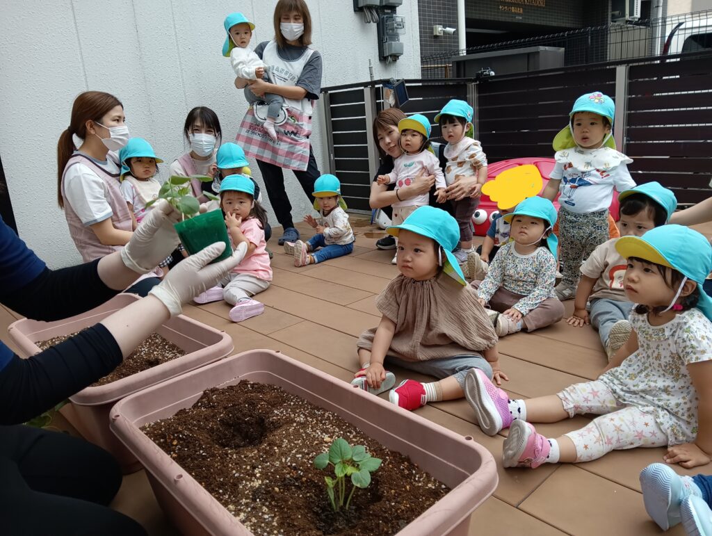 苗植え 栽培 食育 ピーマン オクラ 夏野菜 水やり くじら保育園 都島区 202506-1