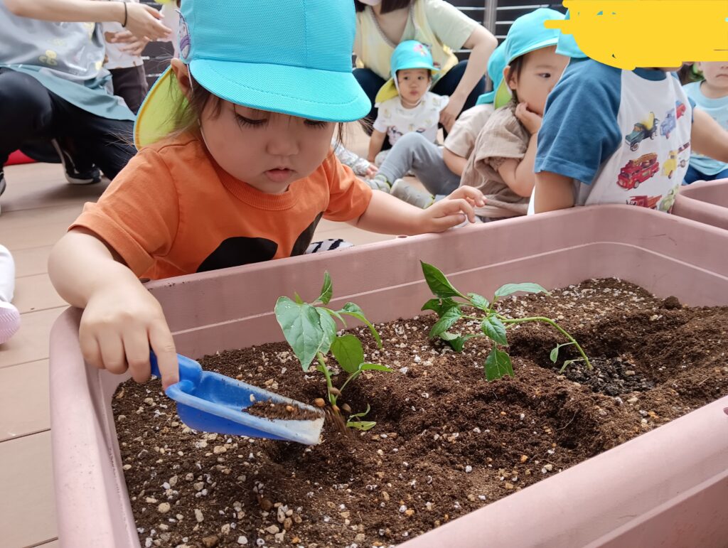 苗植え 栽培 食育 ピーマン オクラ 夏野菜 水やり くじら保育園 都島区 202506-2
