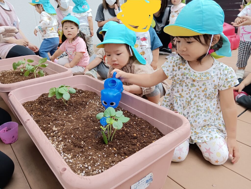 苗植え 栽培 食育 ピーマン オクラ 夏野菜 水やり くじら保育園 都島区 202506-4