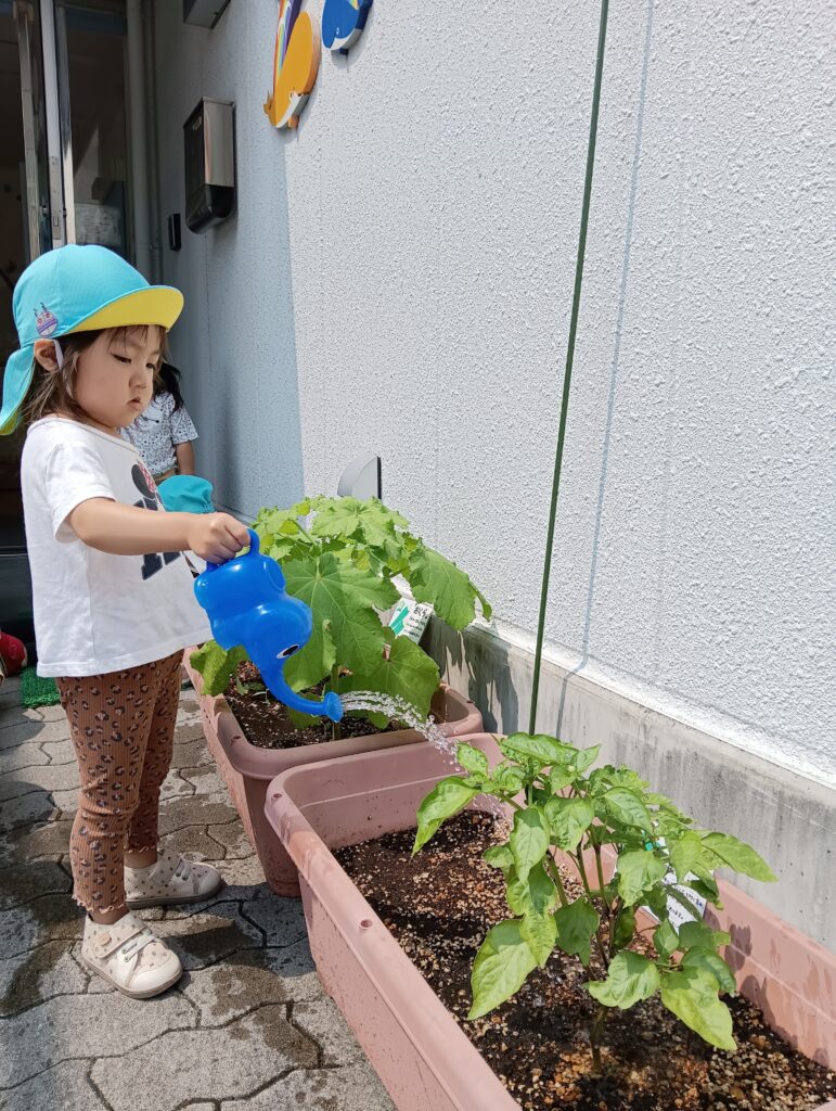 食育　夏野菜　栽培　苗植え　収穫　ピーマン　給食　くじら保育園　都島北　都島区　大阪　202508-4