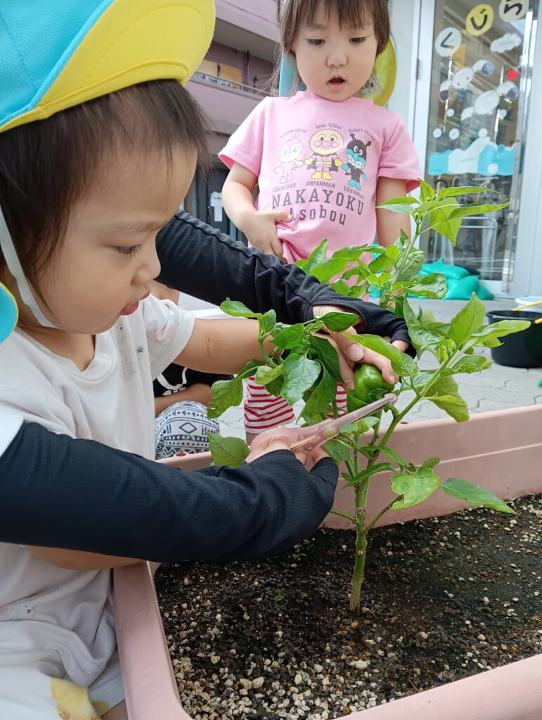 食育　夏野菜　栽培　苗植え　収穫　ピーマン　給食　くじら保育園　都島北　都島区　大阪　202508-2