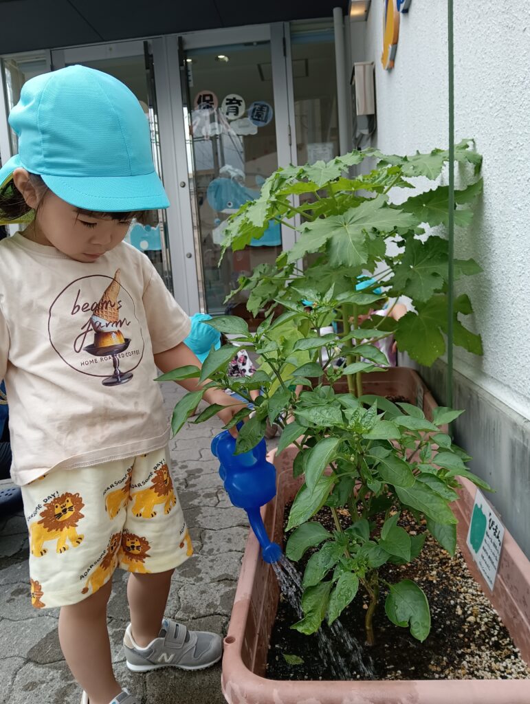 食育　夏野菜　栽培　苗植え　収穫　ピーマン　給食　くじら保育園　都島北　都島区　大阪　202508-1