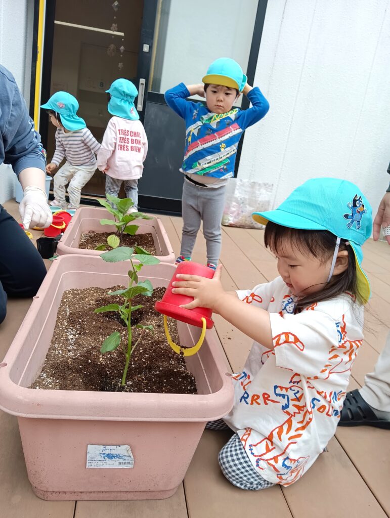 保育園の食育で夏野菜苗植え 大阪 くじら保育園 202605-2