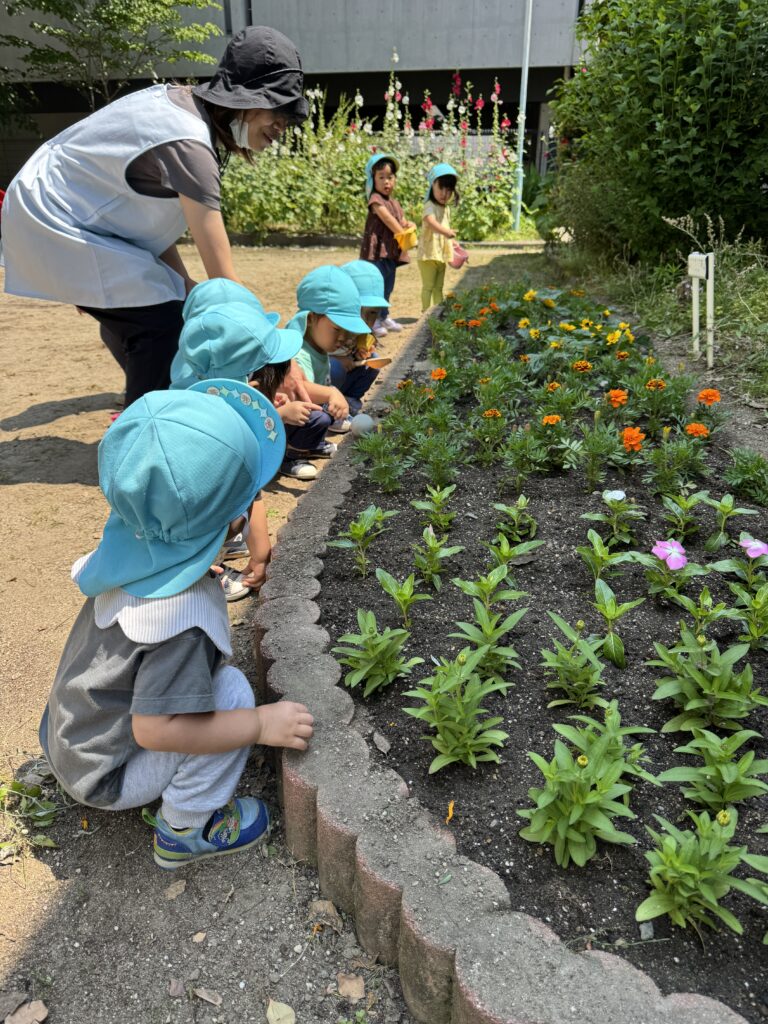 保育園のお散歩　紫陽花　大阪　くじら保育園　202607-5