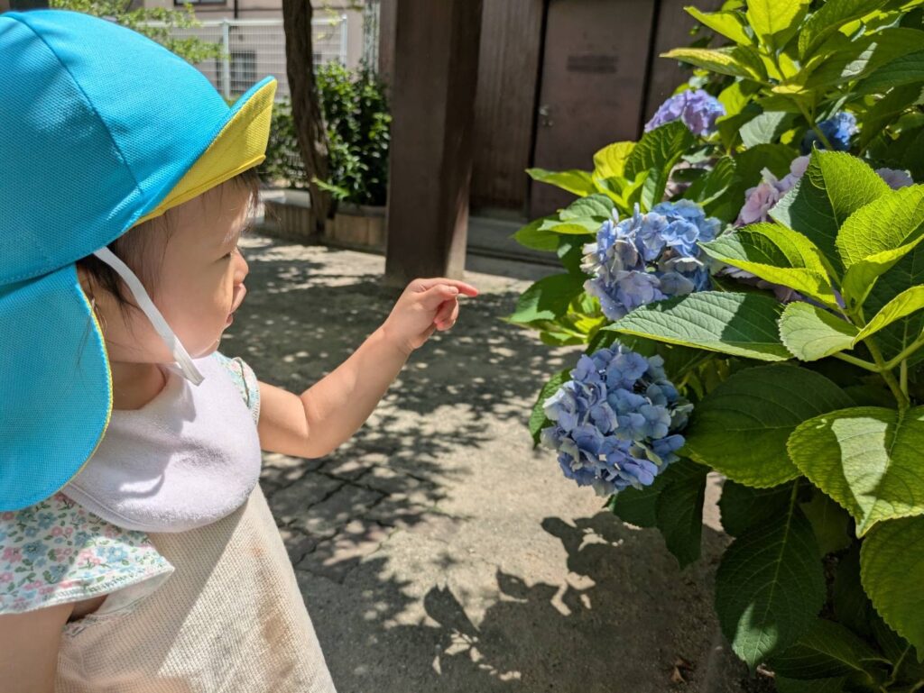 保育園のお散歩　紫陽花　大阪　くじら保育園　202607-1