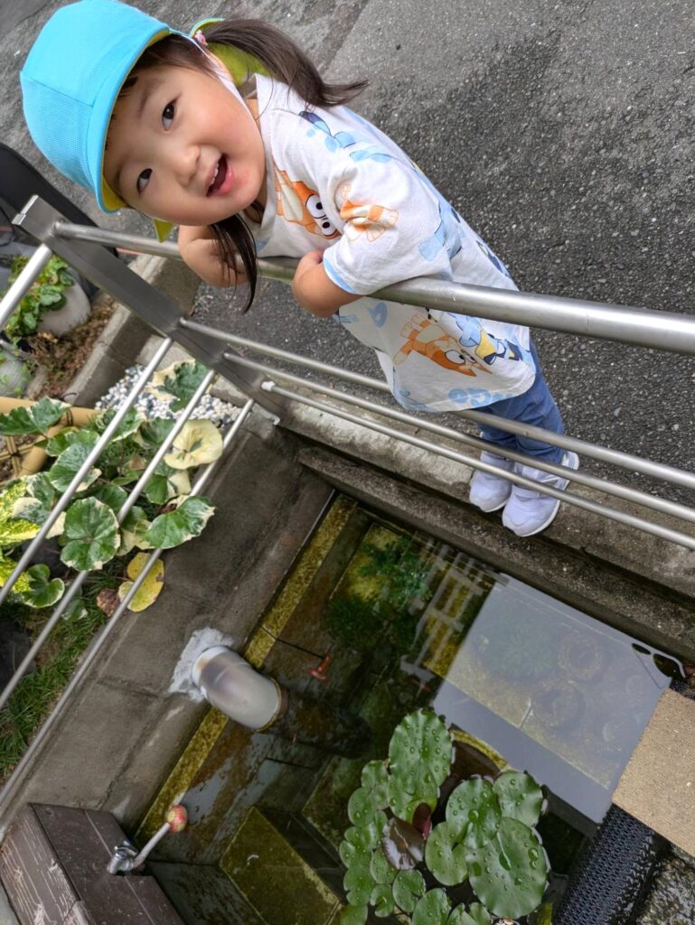 保育園のお散歩　紫陽花　大阪　くじら保育園　202607-2