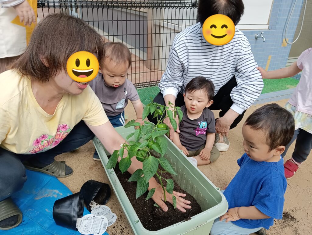 食育 栽培 トマト パプリカ 苗植え 水やり おおぞら保育園 西新町 明石 保育園 202506-3
