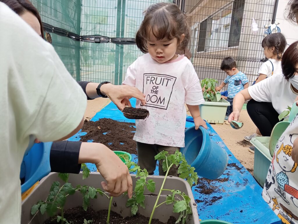 食育 栽培 トマト パプリカ 苗植え 水やり おおぞら保育園 西新町 明石 保育園 202506-2