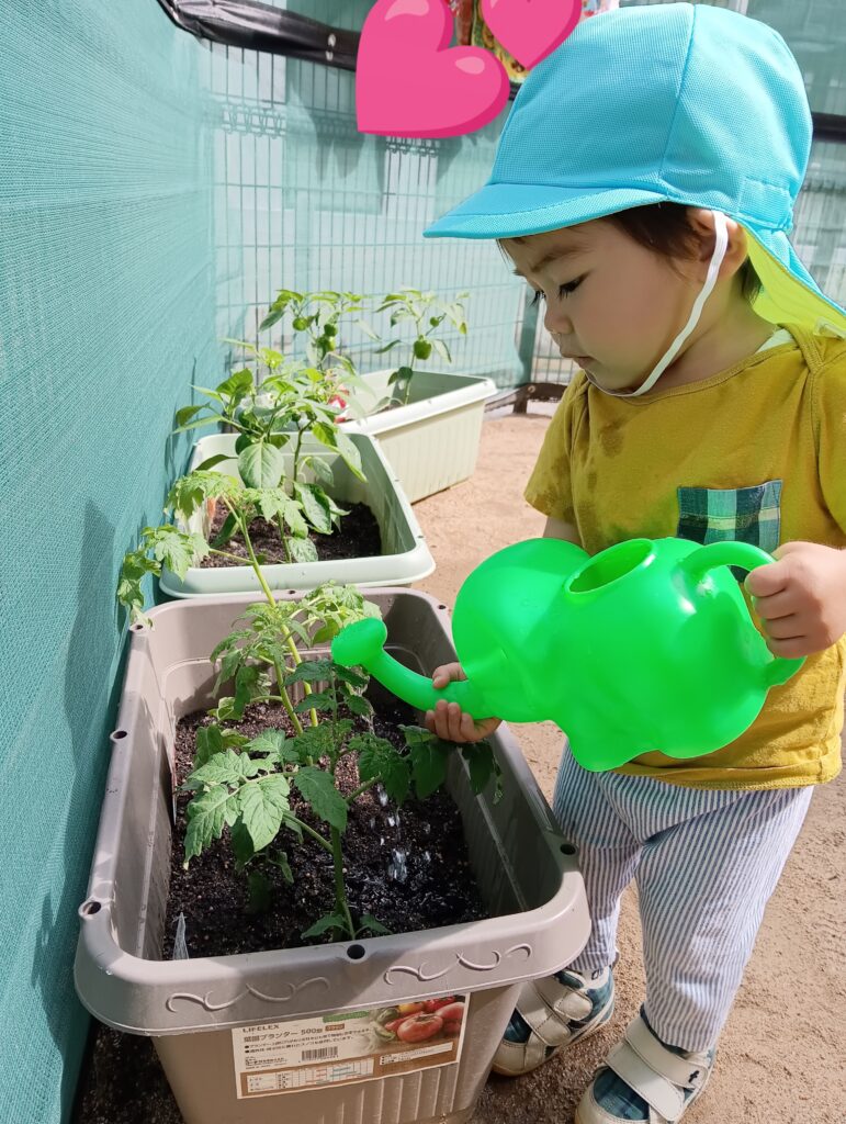 食育 栽培 トマト パプリカ 苗植え 水やり おおぞら保育園 西新町 明石 保育園 202506-5