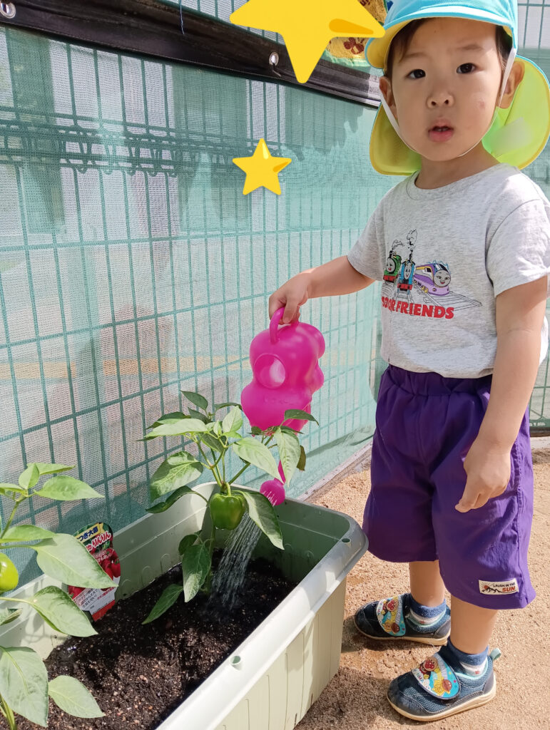 食育 栽培 トマト パプリカ 苗植え 水やり おおぞら保育園 西新町 明石 保育園 202506-4