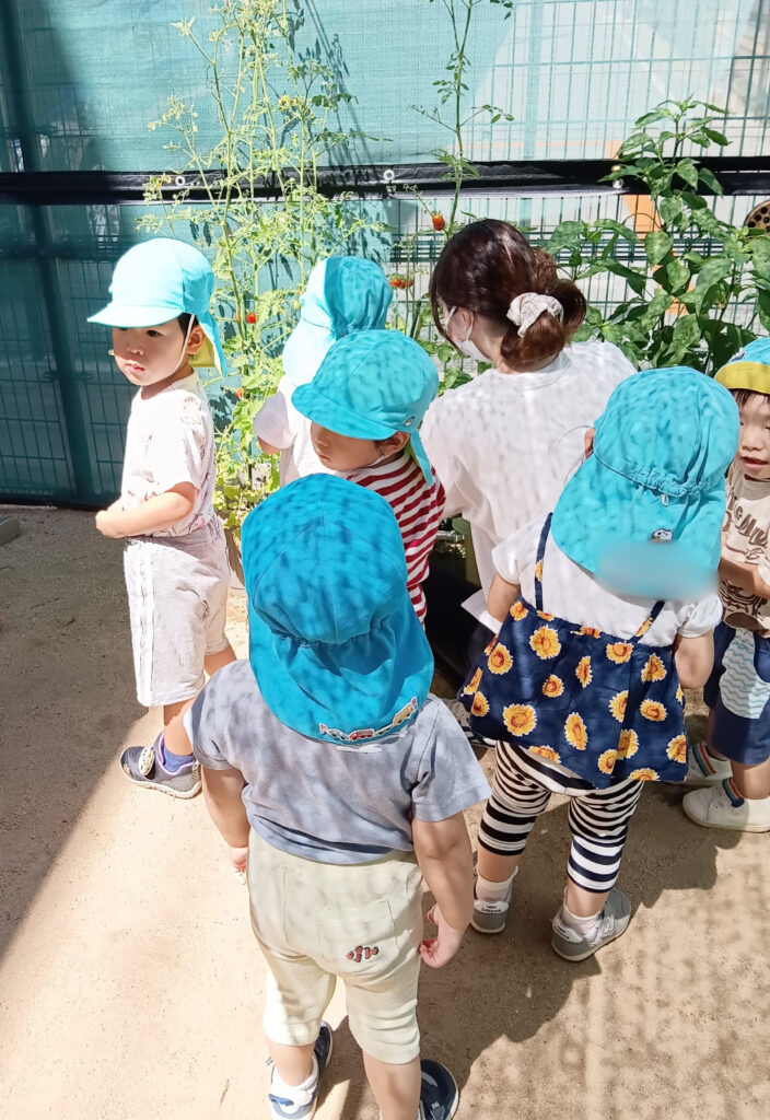 食育　食　関心興味　夏野菜　トマト　パプリカ　明石　保育園　おおぞら保育園　西新町　202508-2
