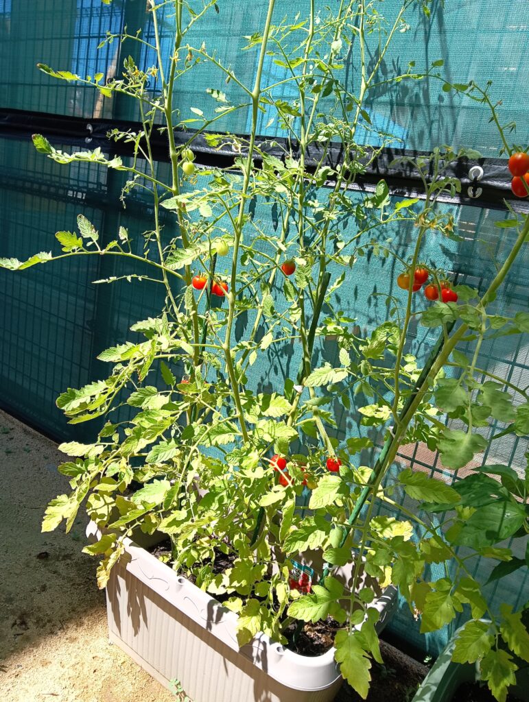 食育　食　関心興味　夏野菜　トマト　パプリカ　明石　保育園　おおぞら保育園　西新町　202508-1